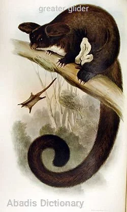 greater glider